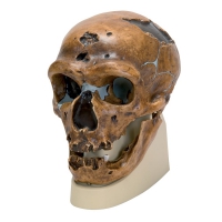 Модель черепа неандертальца - «globural.ru» - Екатеринбург