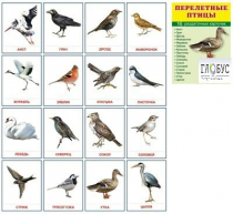 Раздаточные карточки "Перелетные птицы" - «globural.ru» - Екатеринбург