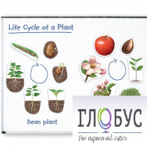 Растения. Жизненный цикл (магнитный) - «globural.ru» - Екатеринбург