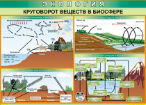 Таблица Круговорот веществ в биосфере 1000*700 винил - «globural.ru» - Екатеринбург