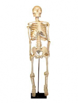 Скелет человека на штативе (85 см) - «globural.ru» - Екатеринбург