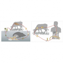 Модель-аппликация Цикл развития бычьего цепня и печеночного сосальщика - «globural.ru» - Екатеринбург
