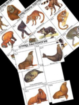Комплект дидактических карточек: "Систематика и экология млекопитающих" (96 штук, цвет., лам.) - «globural.ru» - Екатеринбург