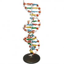 Модель структуры ДНК (разборная) - «globural.ru» - Екатеринбург
