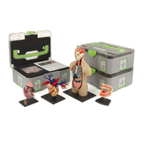 Учебный набор "Анатомия в деталях" - «globural.ru» - Екатеринбург