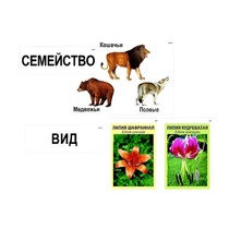 Модель-аппликация "Классификация растений и животных" (ламинированная) - «globural.ru» - Екатеринбург