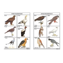 Комплект таблиц по зоологии раздаточных "Разнообразие животных. Птицы." (цвет.,лам., формат А4, 16 штук) - «globural.ru» - Екатеринбург