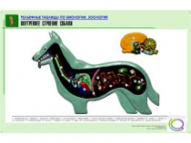 Рельефная таблица "Внутреннее строение собаки" (формат А1, матовое ламинир.) - «globural.ru» - Екатеринбург