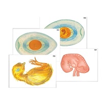 Модель-аппликация "Развитие птицы и млекопитающего (человека)" (ламинированная) - «globural.ru» - Екатеринбург