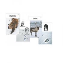 Комплект дидактических карточек "Следы на снегу" - «globural.ru» - Екатеринбург