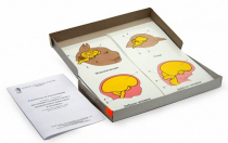 Модель-аппликация Эволюция головного мозга позвоночных животных и человека (набор из 7 карт) - «globural.ru» - Екатеринбург