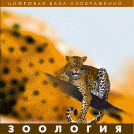 Зоология. (Цифровая база изображений) - «globural.ru» - Екатеринбург