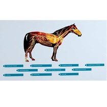 Стенд-планшет светодинамический "Изучение кровеносной системы сельскохозяйственных животных" со сменными панелями - «globural.ru» - Екатеринбург