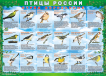Таблица Птицы России из  4 листов в комплекте 1000*1400 винил	 - «globural.ru» - Екатеринбург