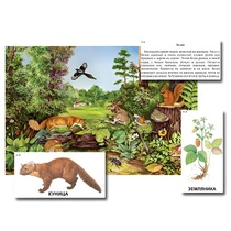 Магнитный плакат-аппликация "Лес: биоразнообразие и взаимосвязи в сообществе" - «globural.ru» - Екатеринбург