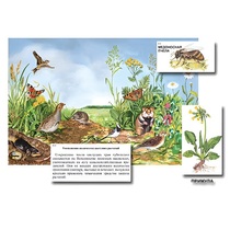 Магнитный плакат-аппликация "Луг: биоразнообразие и взаимосвязи в сообществе" - «globural.ru» - Екатеринбург