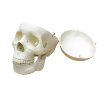 Модель "Череп человека" - «globural.ru» - Екатеринбург