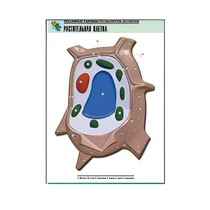 Рельефная таблица "Растительная клетка" (формат А1, матовое ламинир.) - «globural.ru» - Екатеринбург