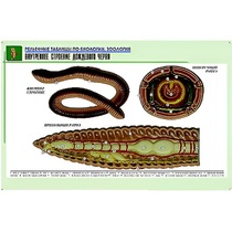 Рельефная таблица "Внутреннее строение дождевого червя" (формат А1, матовое ламинир.) - «globural.ru» - Екатеринбург