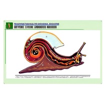 Рельефная таблица "Внутреннее строение брюхоногого моллюска" (формат А1, матовое ламинир.) - «globural.ru» - Екатеринбург