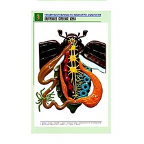 Рельефная таблица "Внутреннее строение жука" (формат А1, матовое ламинир.) - «globural.ru» - Екатеринбург