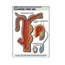 Рельефная таблица "Внутреннее строение гидры" (формат А1, матовое ламинир.) - «globural.ru» - Екатеринбург