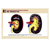 Рельефная таблица "Почка. Фронтальный разрез" (формат А1, матовое ламинир.) - «globural.ru» - Екатеринбург