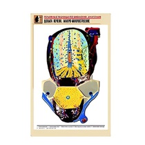 Рельефная таблица "Долька печени. Макро-микростроение" (формат А1, матовое ламинир.) - «globural.ru» - Екатеринбург