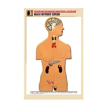 Рельефная таблица "Железы внутренней секреции" (формат А1, матовое ламинир.) - «globural.ru» - Екатеринбург