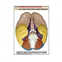 Рельефная таблица "Доли и извилины нижней поверхности полушарий головного мозга" - «globural.ru» - Екатеринбург