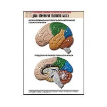 Рельефная таблица "Доли полушарий головного мозга" - «globural.ru» - Екатеринбург