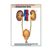 Рельефная таблица "Мочевыделительная система" (формат А1, матовое ламинир.) - «globural.ru» - Екатеринбург