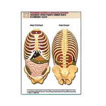 Рельефная таблица "Расположение органов грудной и брюшной полостей по отношению к скелету"(формат А1, лам.) - «globural.ru» - Екатеринбург