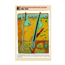 Рельефная таблица "Кожа. Разрез" (формат А1, матовое ламинир.) - «globural.ru» - Екатеринбург