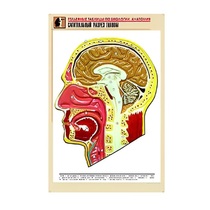 Рельефная таблица "Сагиттальный разрез головы" (формат А1, матовое ламинир.) - «globural.ru» - Екатеринбург