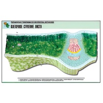 Рельефная таблица "Клеточное строение листа" (формат А1, матовое ламинир.) - «globural.ru» - Екатеринбург