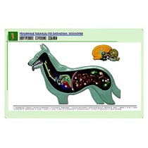 Рельефная таблица "Внутреннее строение собаки" (формат А1, матовое ламинир.) - «globural.ru» - Екатеринбург