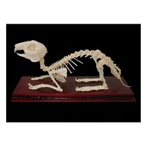 Скелет кролика - «globural.ru» - Екатеринбург