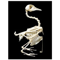 Скелет голубя - «globural.ru» - Екатеринбург