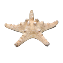 Сухой препарат "Звезда морская" (вариант 2) - «globural.ru» - Екатеринбург