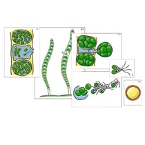 Модель-аппликация "Размножение многоклеточной водоросли" (ламинированная) - «globural.ru» - Екатеринбург