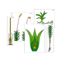 Модель-аппликация "Размножение мха" (ламинированная) - «globural.ru» - Екатеринбург