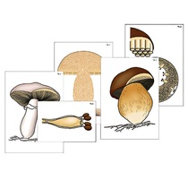 Модель-аппликация "Размножение шляпочного гриба" (ламинированная) - «globural.ru» - Екатеринбург