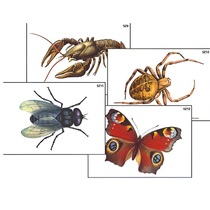 Модель-аппликация "Разнообразие беспозвоночных" (ламинированная) - «globural.ru» - Екатеринбург