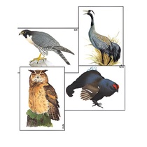 Модель-аппликация "Разнообразие высших хордовых 1. Пресмыкающиеся и птицы" (ламинированная) - «globural.ru» - Екатеринбург
