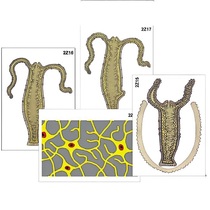 Модель-аппликация "Строение и размножение гидры" (ламинированная) - «globural.ru» - Екатеринбург