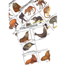 Комплект дидактических карточек: "Систематика и экология млекопитающих" (96 штук, цвет., лам.) - «globural.ru» - Екатеринбург