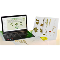 Гербарий натурально-интерактивный "Морфология растений" - «globural.ru» - Екатеринбург