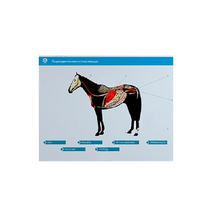 Стенд-планшет светодинамический "Изучение пищеварительной системы сельскохозяйственных животных" со сменными панелями - «globural.ru» - Екатеринбург