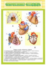 Стенд "Строение сердца" - «globural.ru» - Екатеринбург
